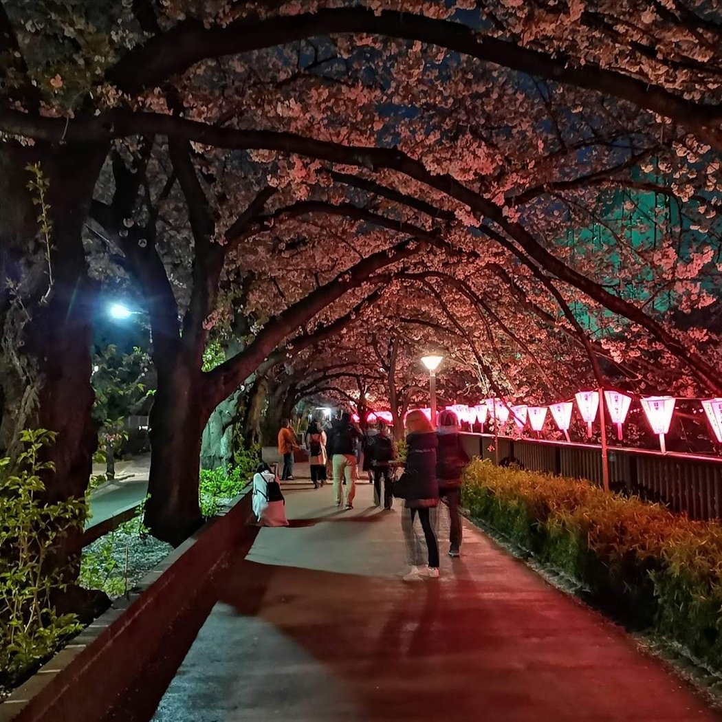 Meguro River 3