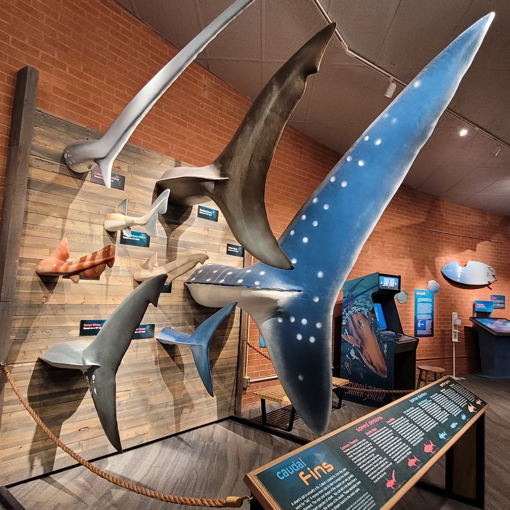 Flandrau Science Center and Planetarium 4
