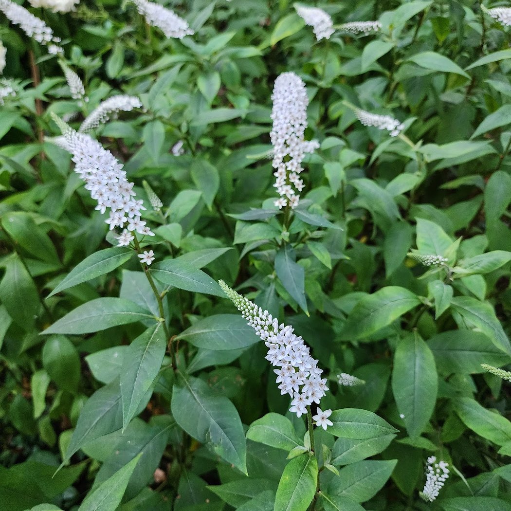 Wyckoff Bond Garden 3