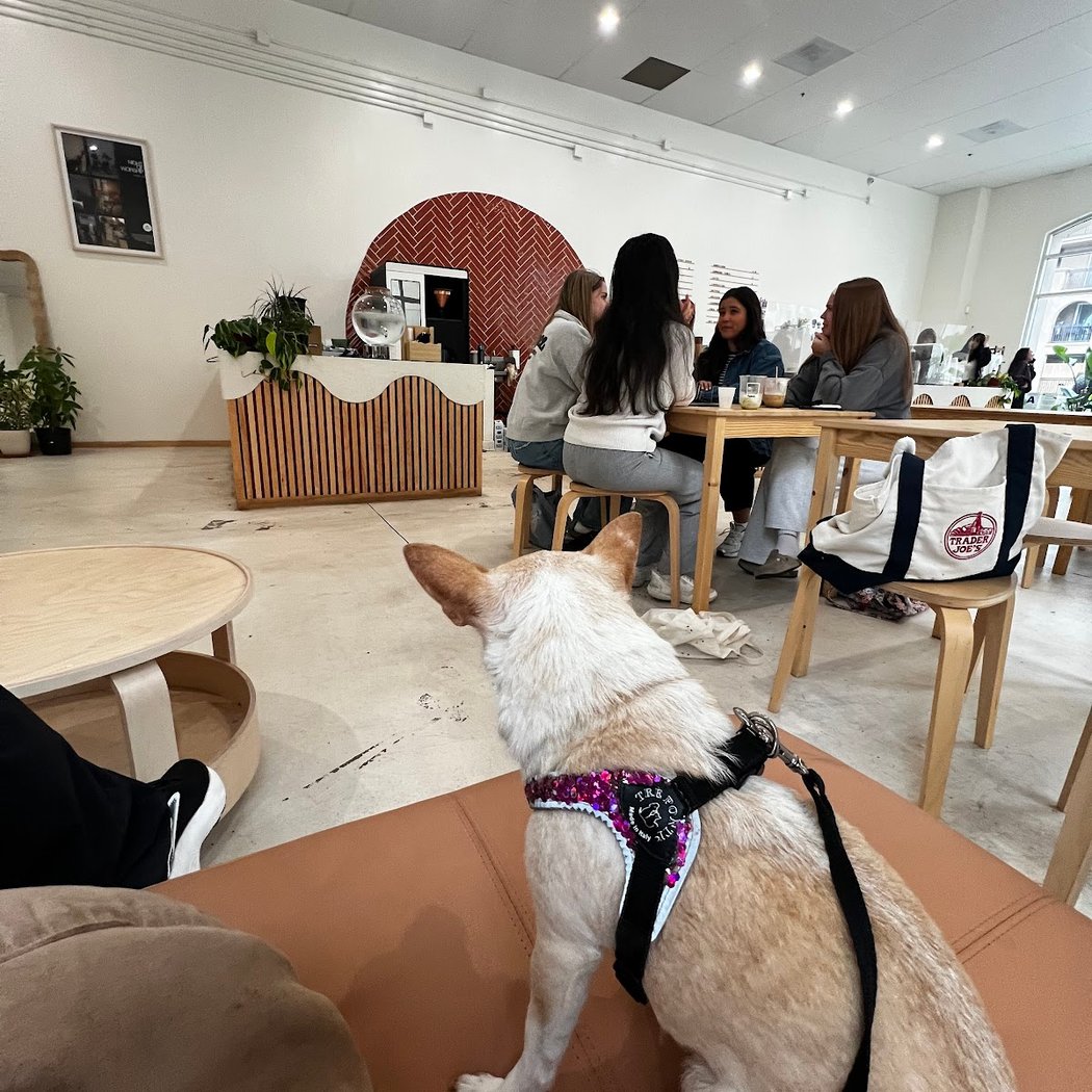 Stray Dogs Coffee One-Year Anniversary Celebrations 3