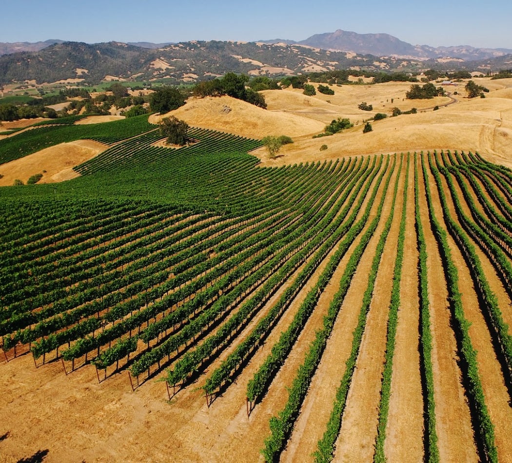 Vineyard Hike 3