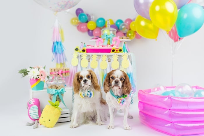 Summer Luau Pawty 3