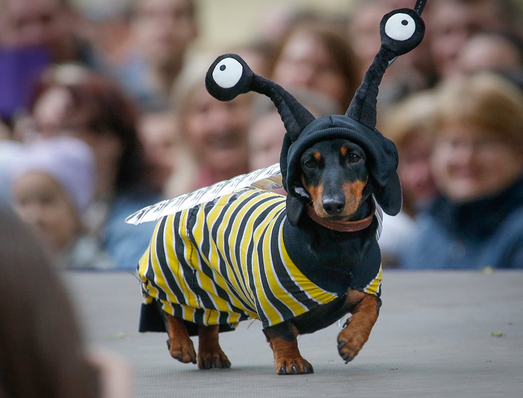 Wiener Dog Races 2