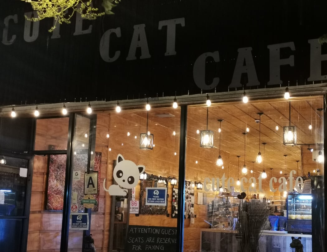 Cute Cat Cafe 4