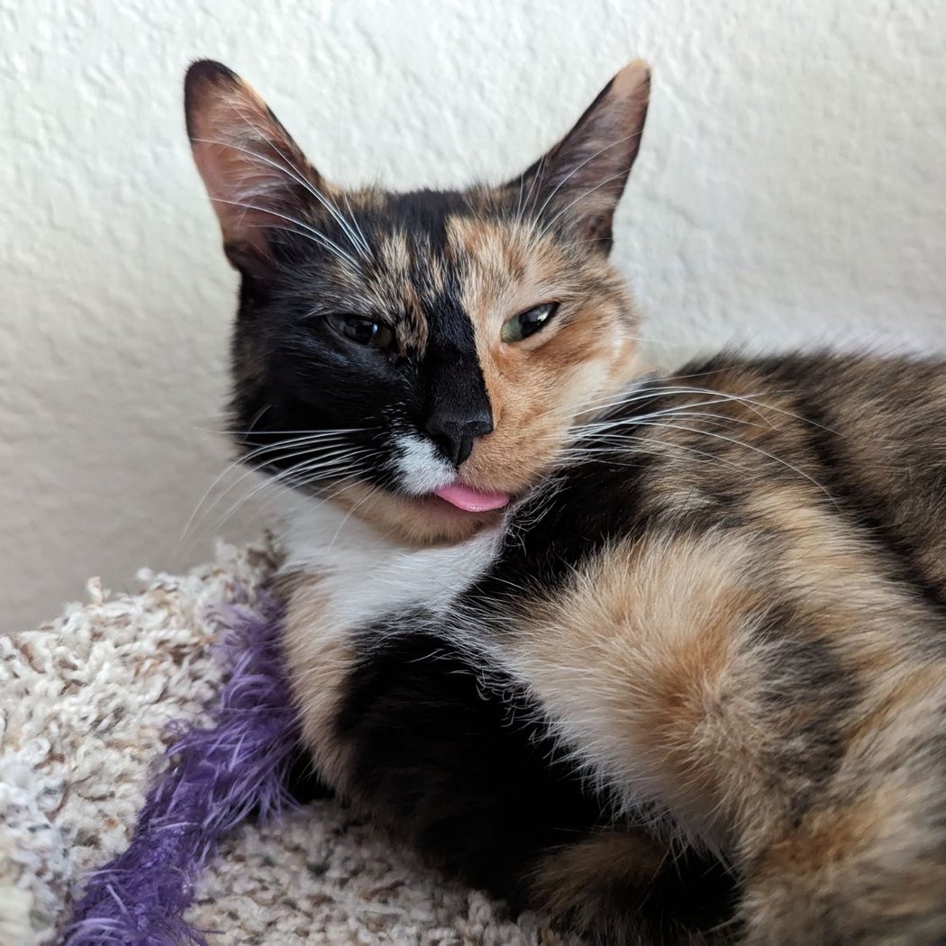 Humane Society Adoption Center 3