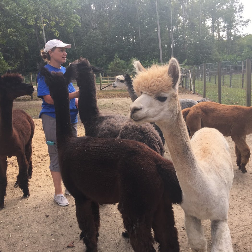 Jersey Shore Alpacas 2