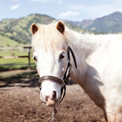 Sunrise Horse Rescue 5
