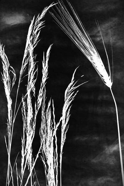 Photogram Workshop with Olivier Verley 1