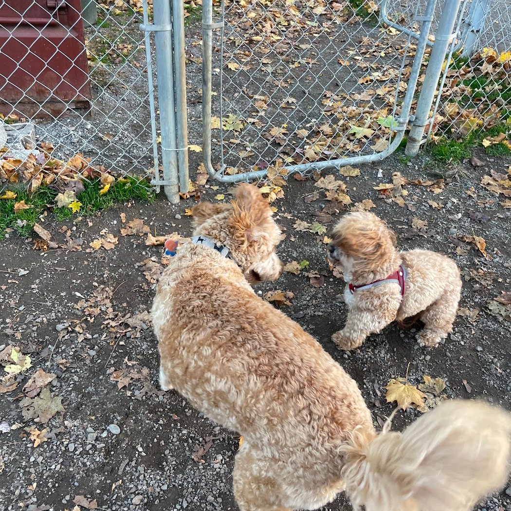 Greenwood Lake Bark Park 2