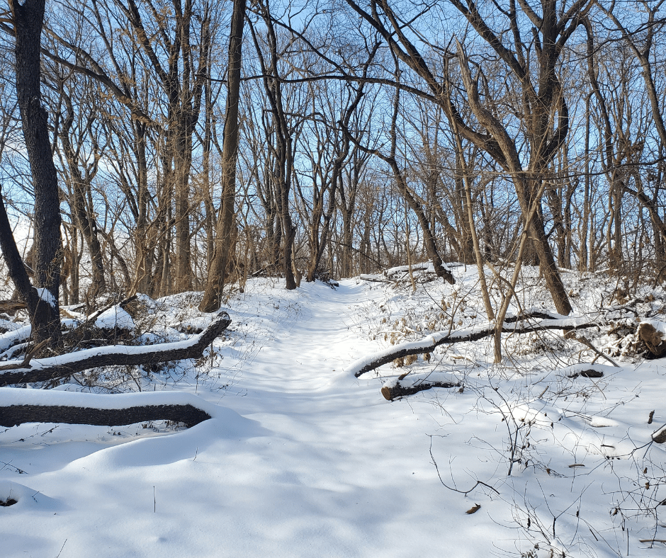 Forest Park 1