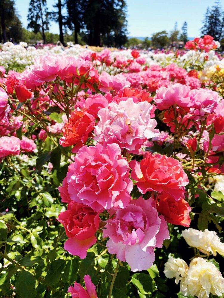 Municipal Rose Garden 4