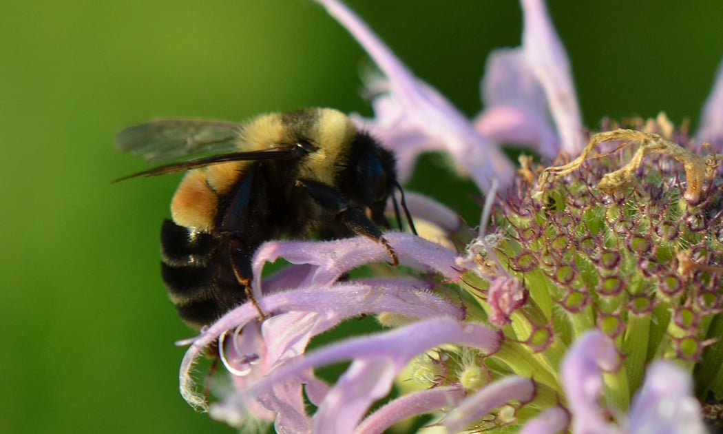 Bumblebee Survey 3