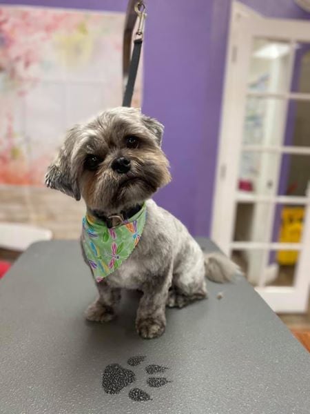 Muddy Paws Grooming -Livermore 3