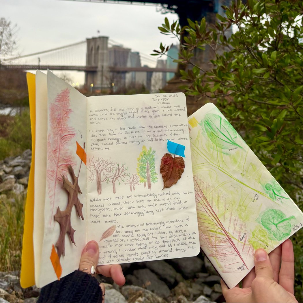 Nature Journaling: Winter Buds & Branches 1