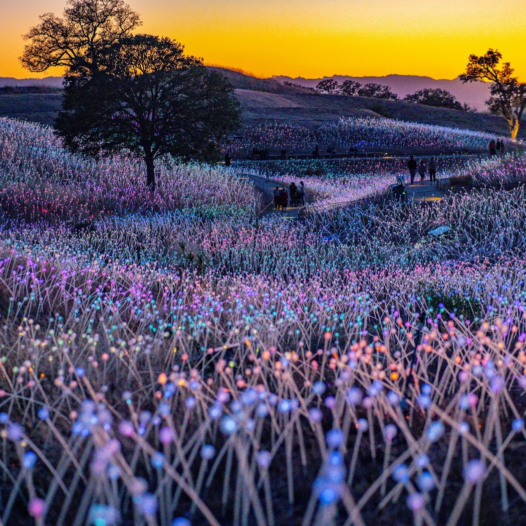 Field of Light 1