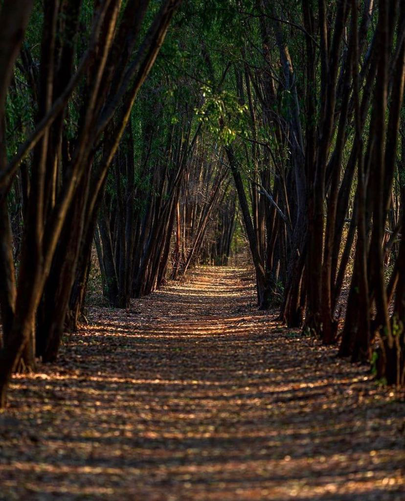 Turahalli Forest 1