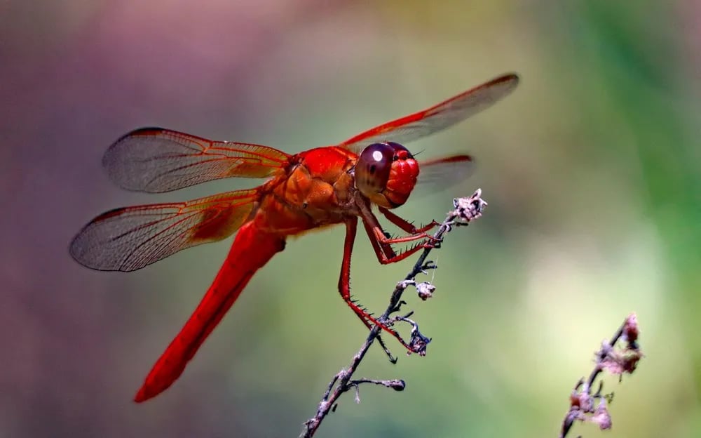 Terrific Bug Tuesday 3