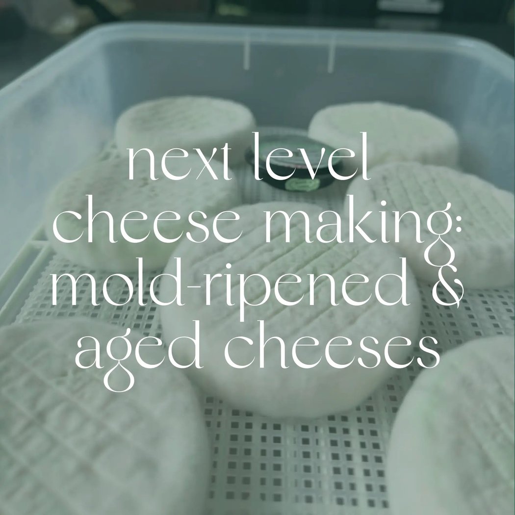 Next Level Cheesemaking: Mold-Ripened & Aged Cheeses 1