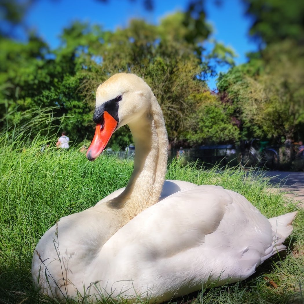 Sortie-balade : Les oiseaux du lac Daumesnil au bois de Vincennes