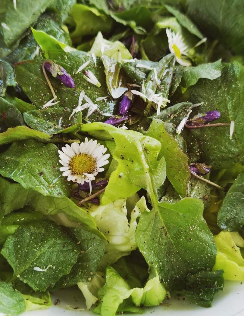 Balade plantes sauvages comestibles et médicinales