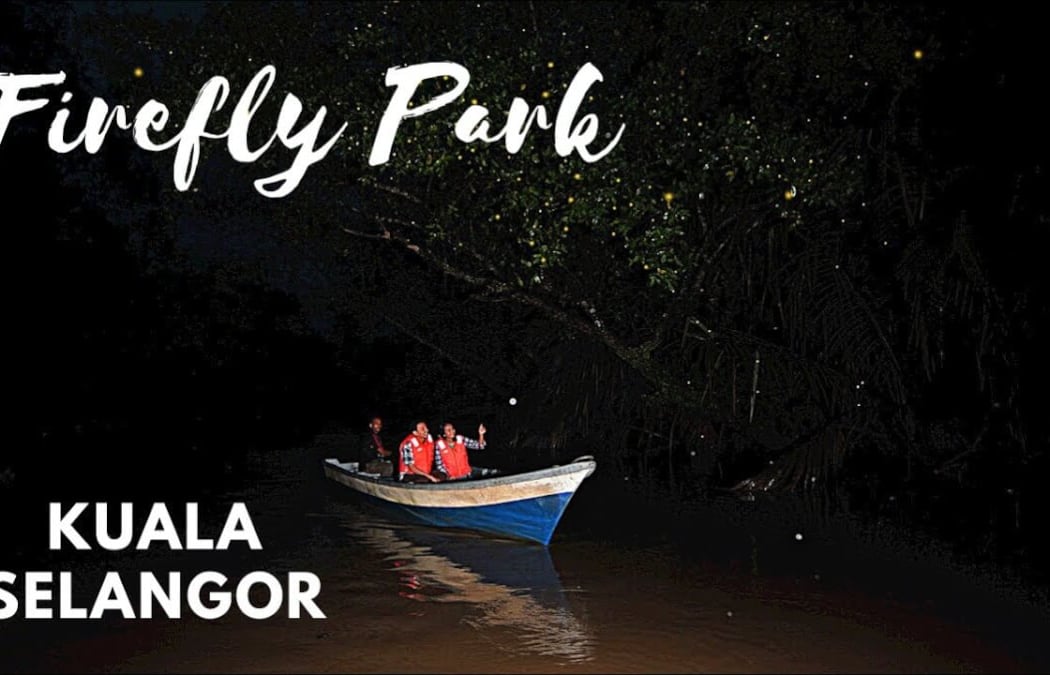 Kuala Selangor Fireflies 3