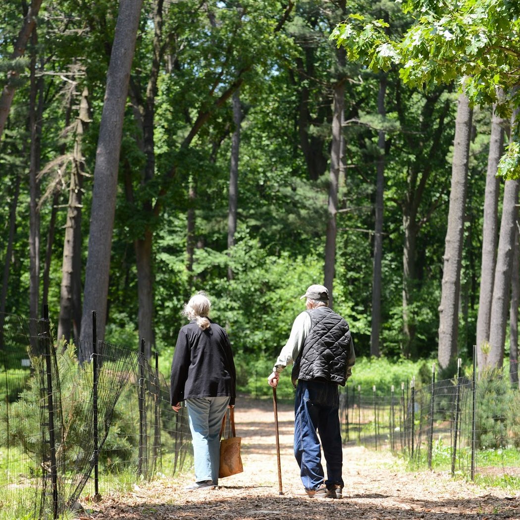 Forest Park Pine Grove 1