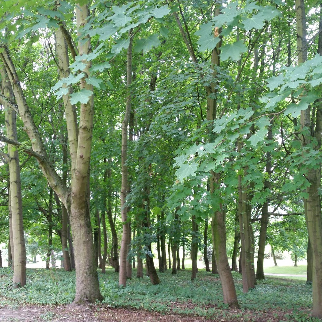 Parc Anne de Kiev 3