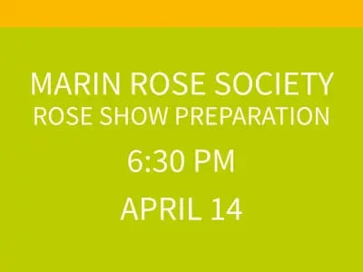 Marin Rose Society Rose Show Preparation 1