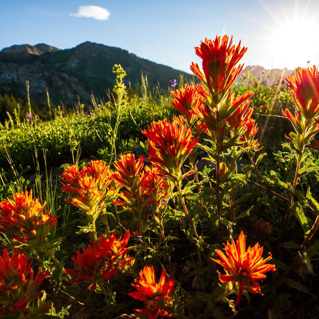 Brighton Days and Wasatch Wildflower Festival 3