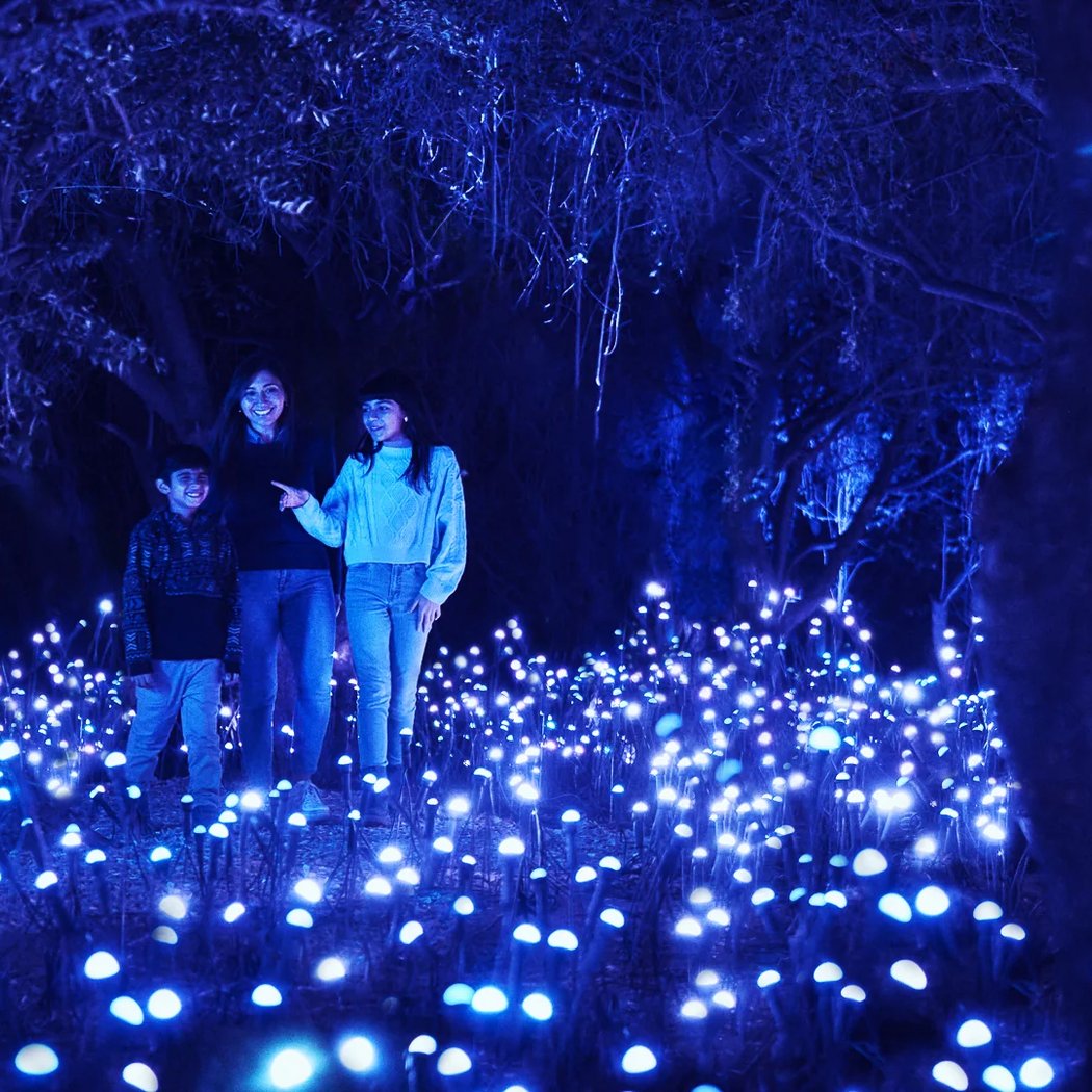 Light Cycles 3