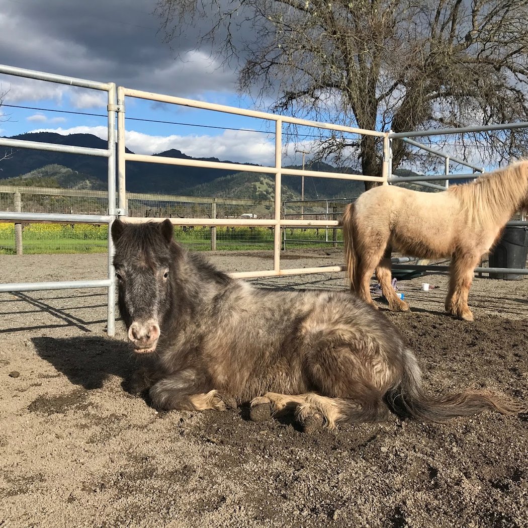 Sunrise Horse Rescue 3