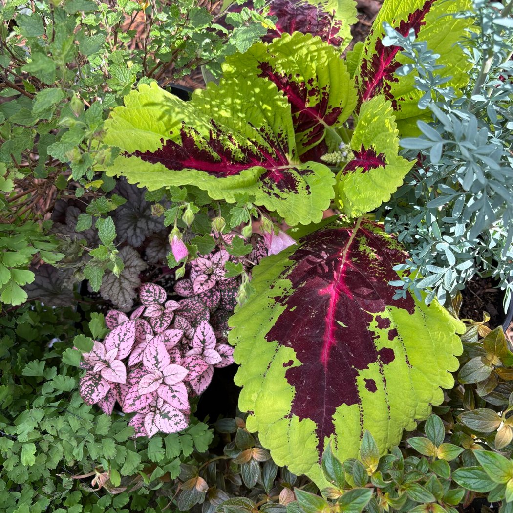 Year-End Plant Sale 1