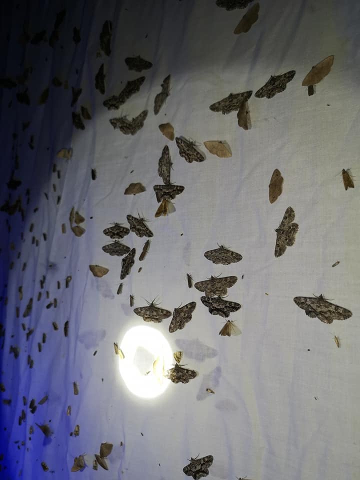 Moth Night 1