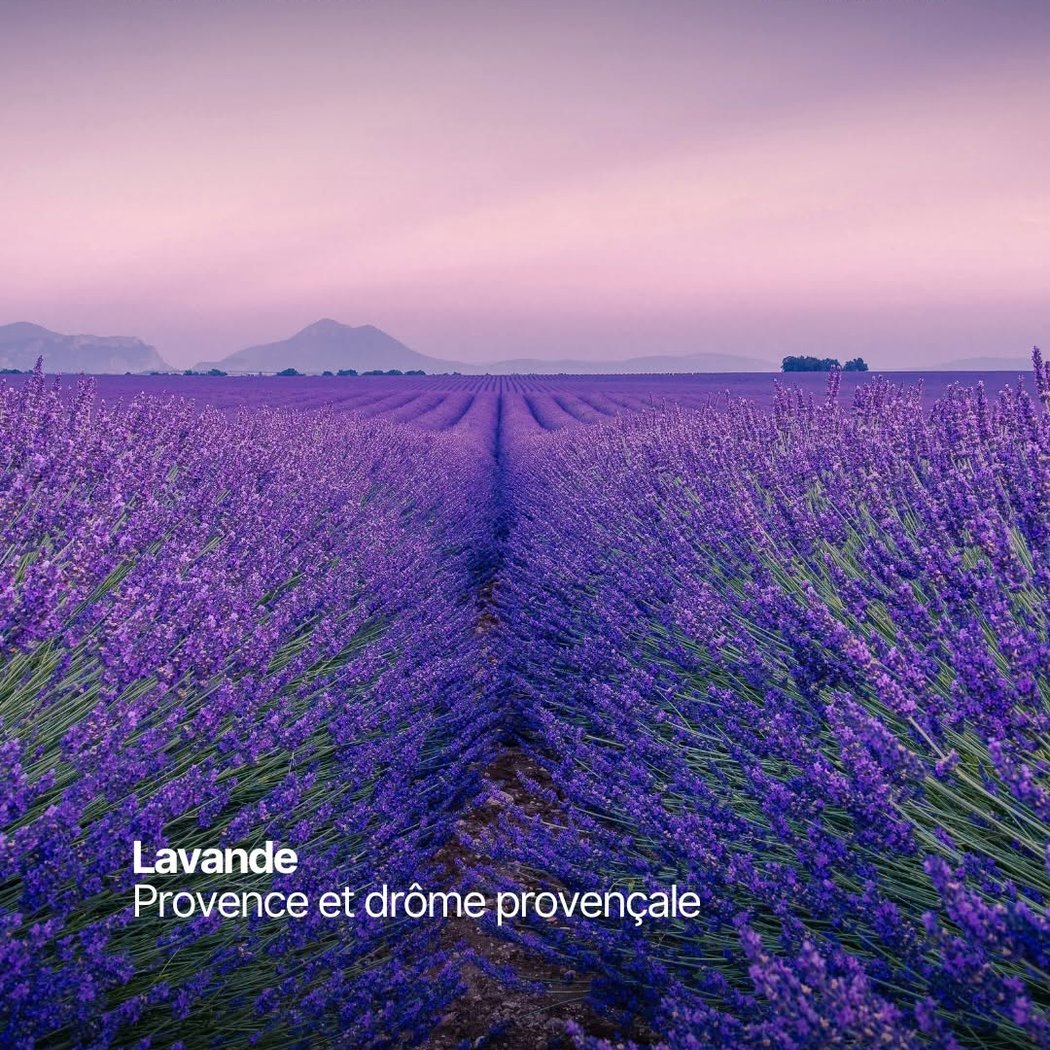Champs de lavande 1