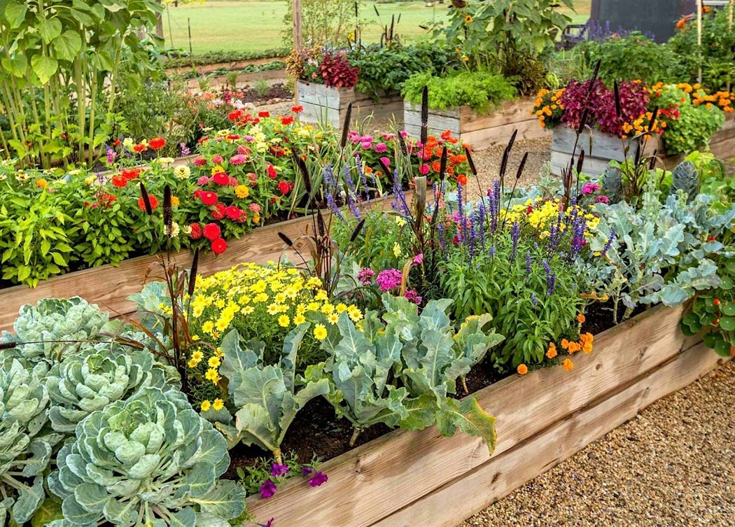 Grow Your Own Seasonal Florida Vegetable Garden 2