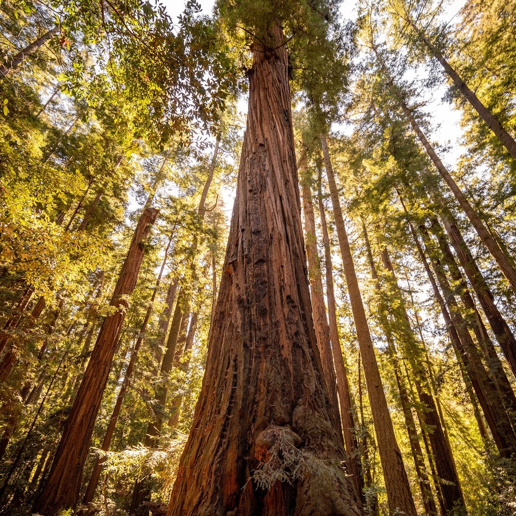 Redwood Grove Loop Trail 1