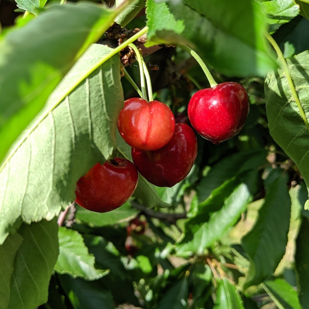 G&S Farms-Denali 2