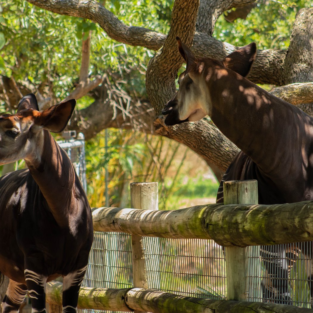 Oklahoma City Zoo 3