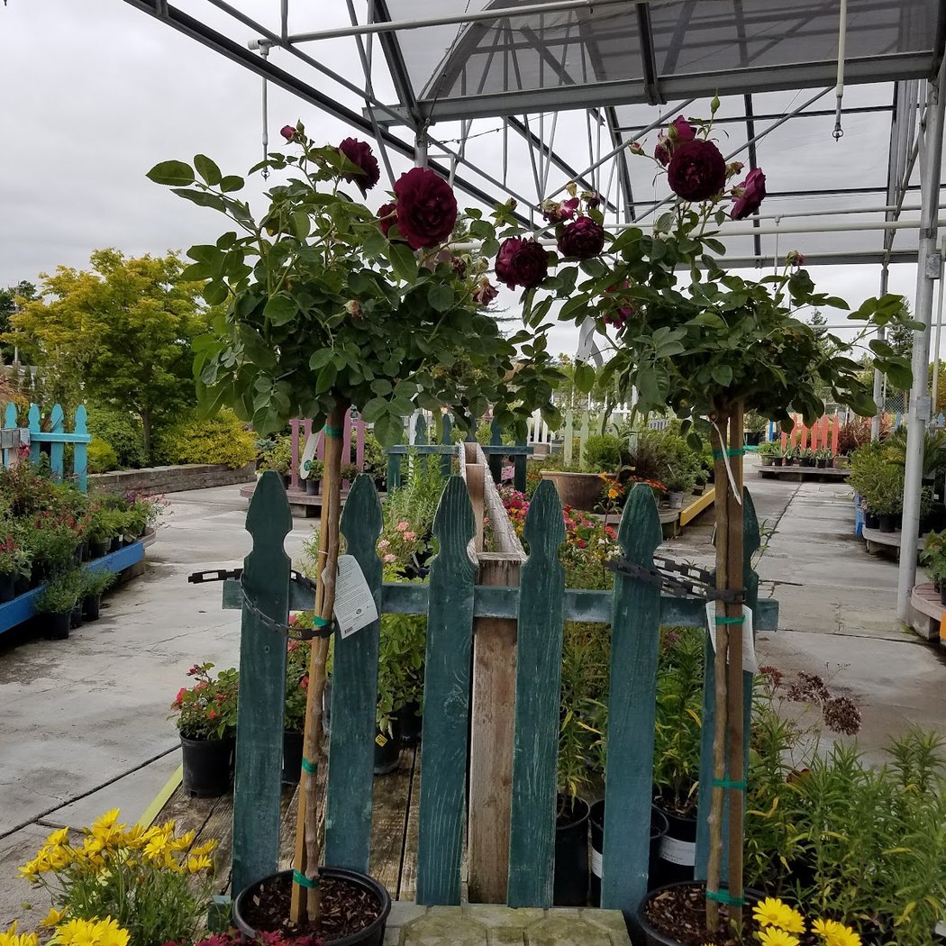 Mid City Nursery 1