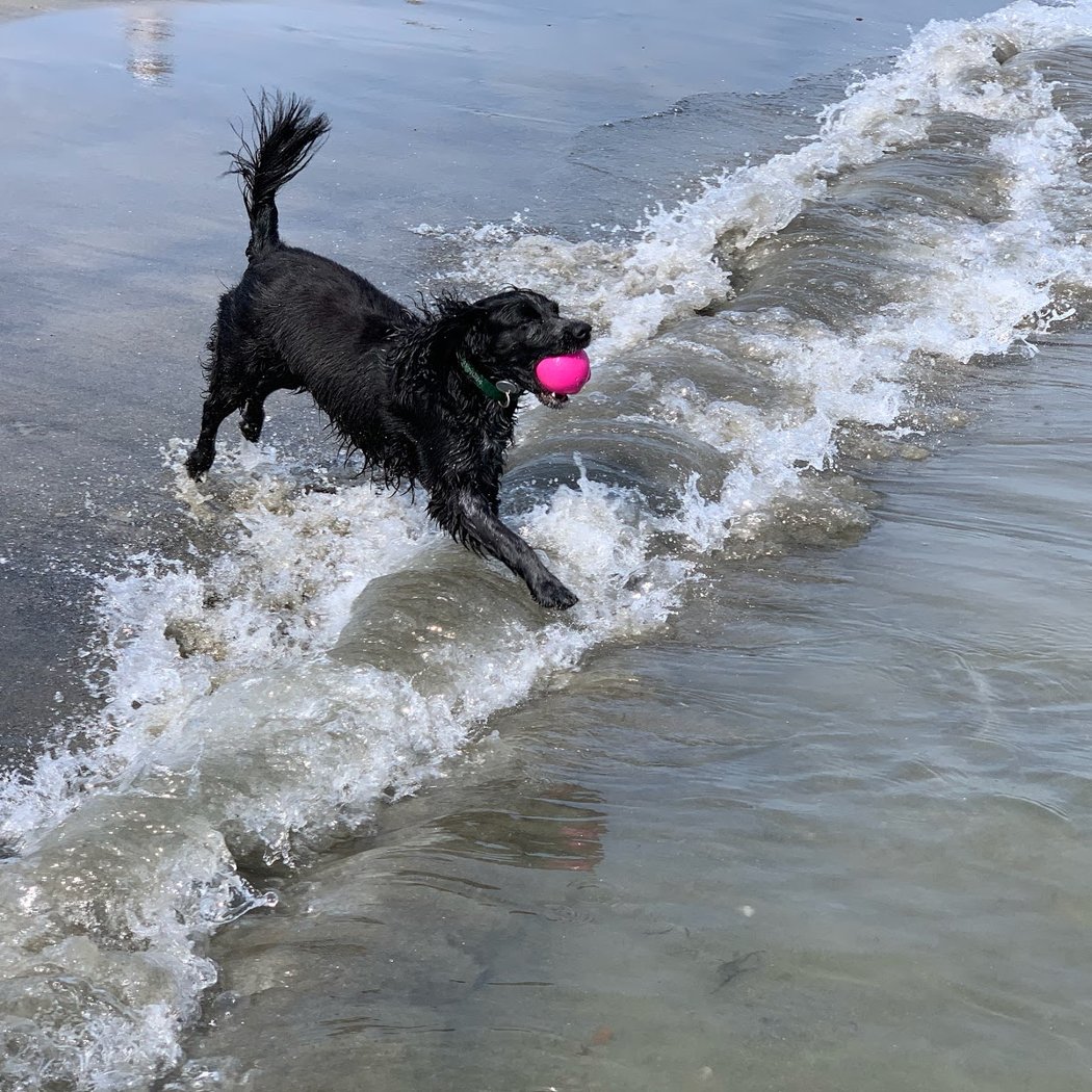 PawsOnPark 2
