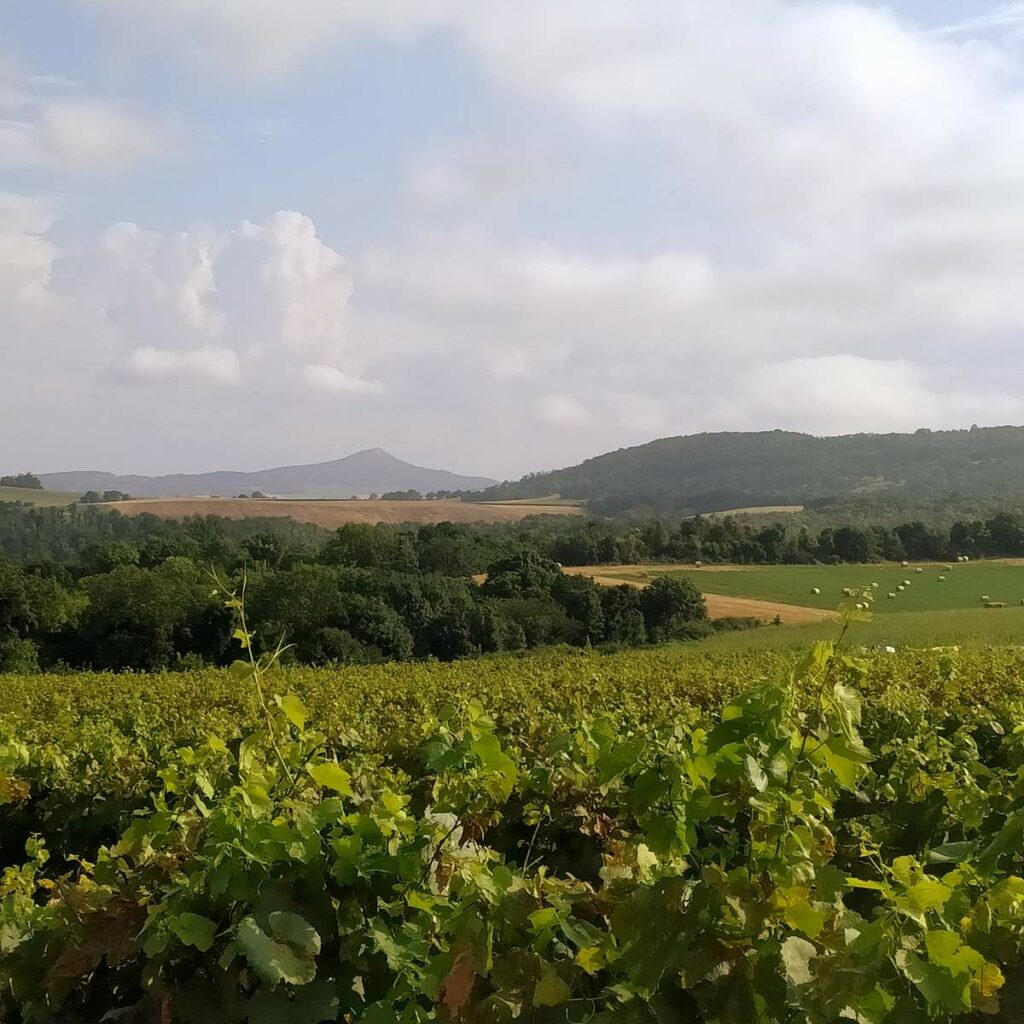 Domaine Miolanne - Vignoble bio & Bar à vin éphémère 3