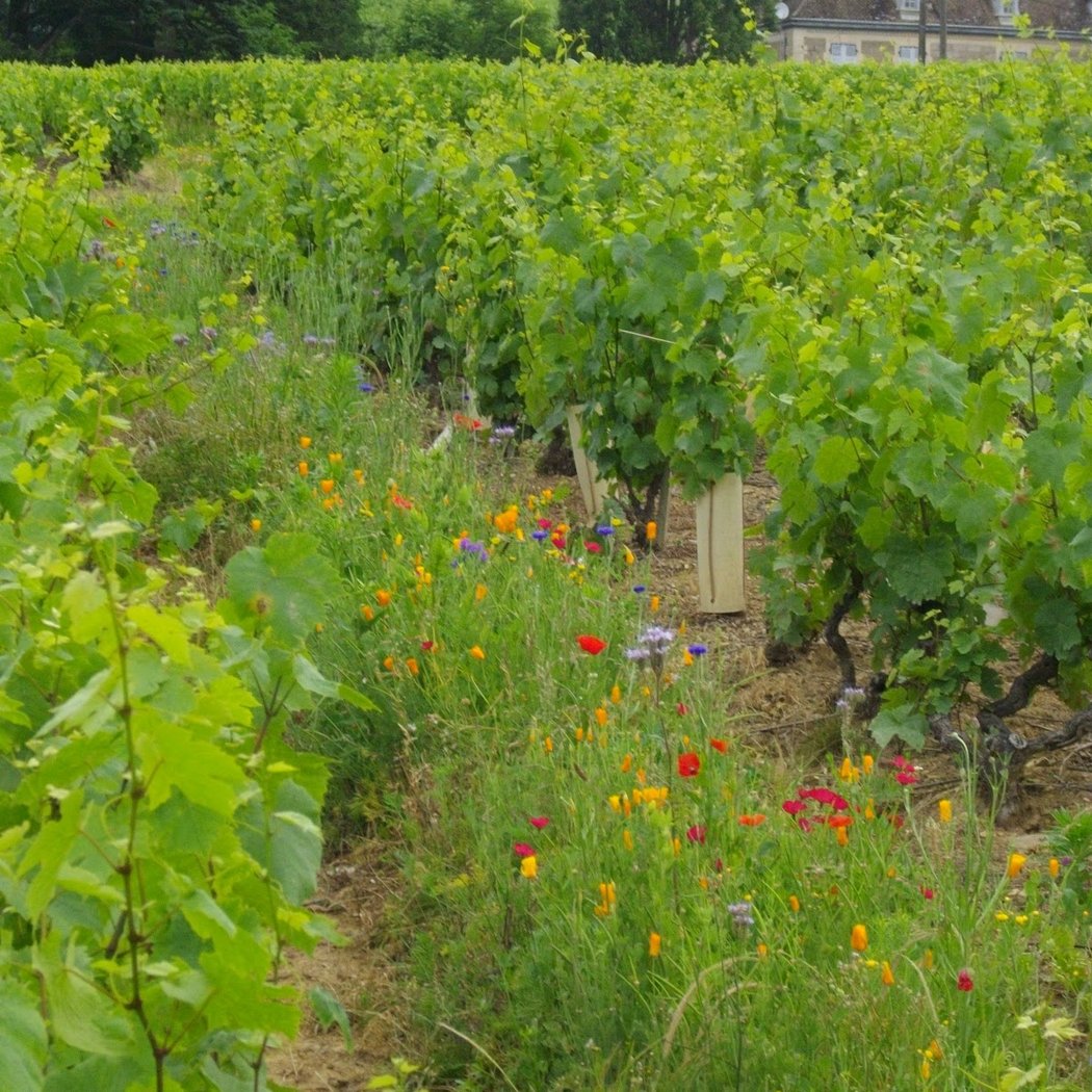 Domaine Joncy 3