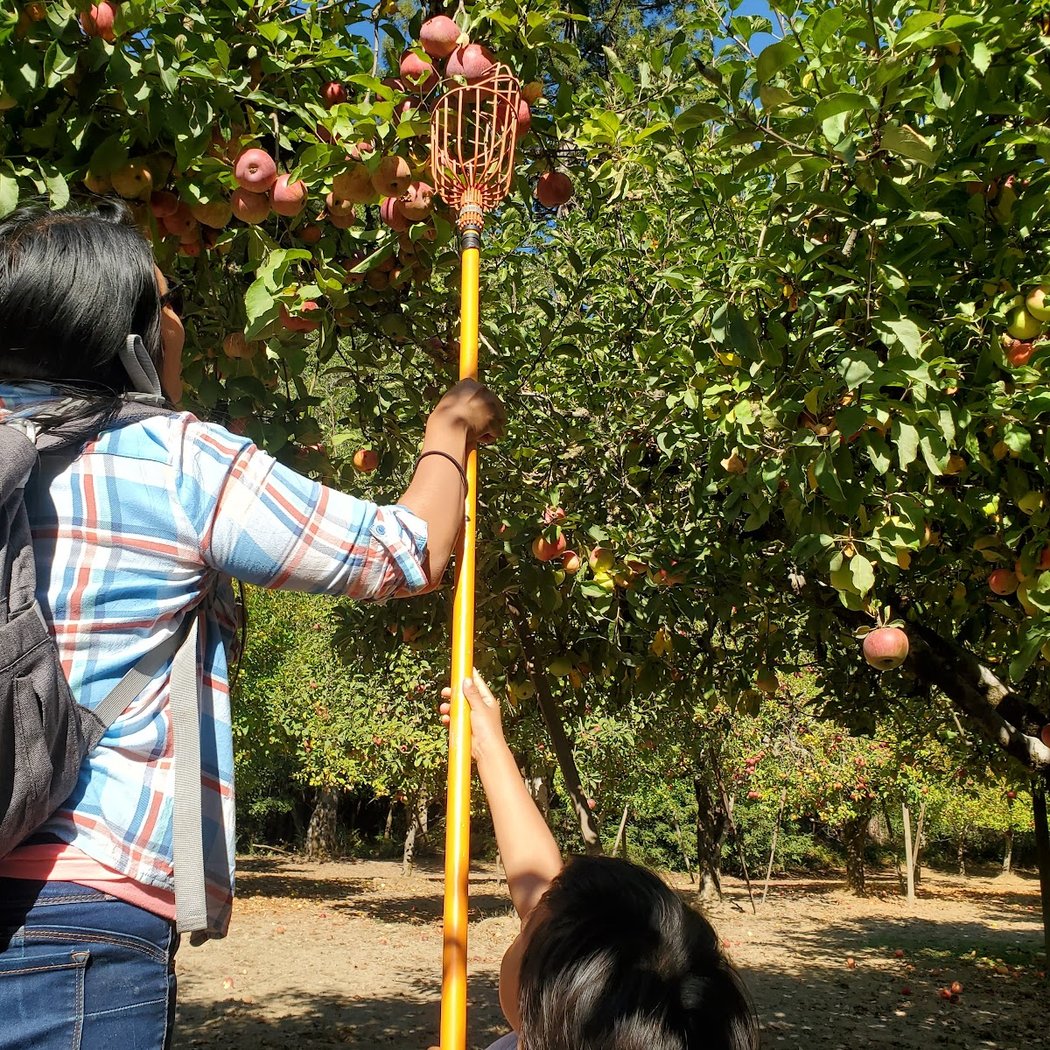 Apple A Day 1