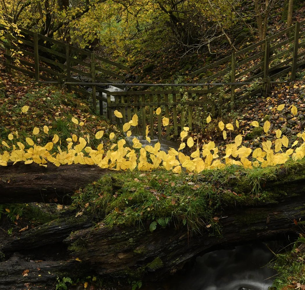 Andy Goldsworthy: For Olle