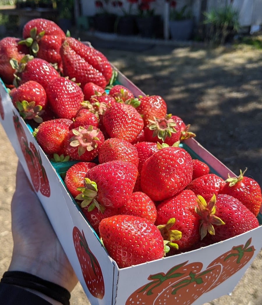Stony Point Strawberry Farm 1
