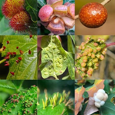 EcoQuest Challenge 1