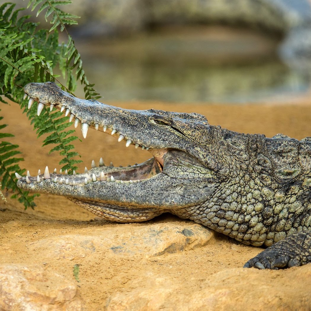 Crocodile Farm 1