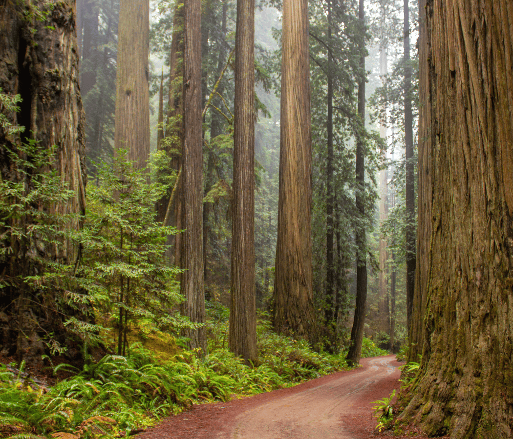 Member Meetup: The Resilience of the Redwoods 1