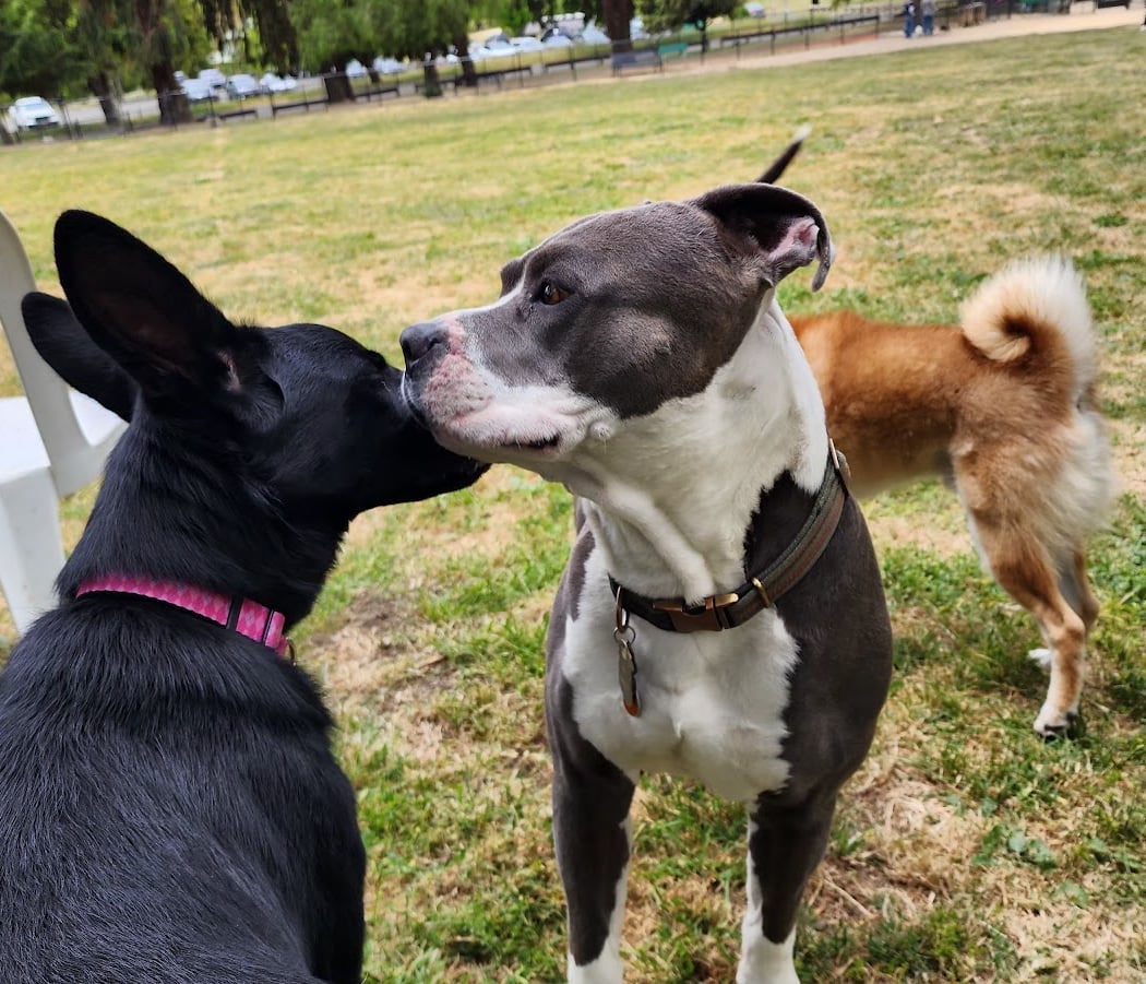 City of Milpitas Dog Park at Ed R. Levin 1
