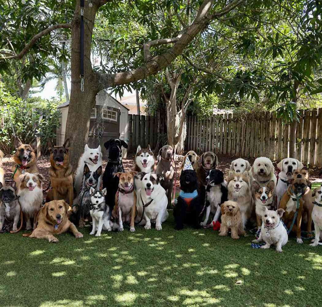 Summer Dog Party 2